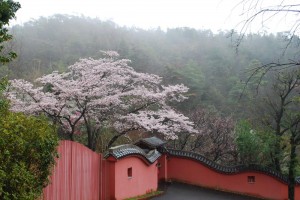 20150402雨の日も杜の遊歩道　桜編　ソメイヨシノ (5)